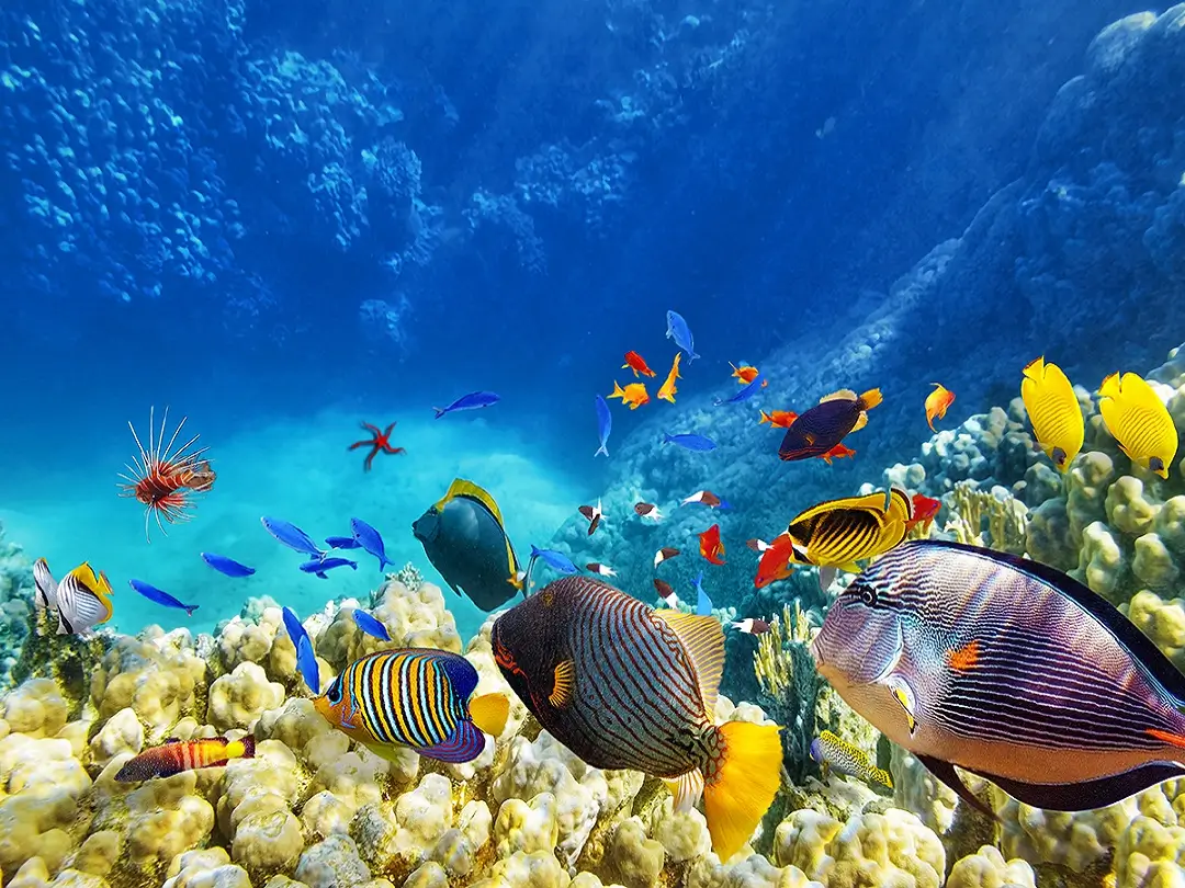Great Barrier Reef, Australia